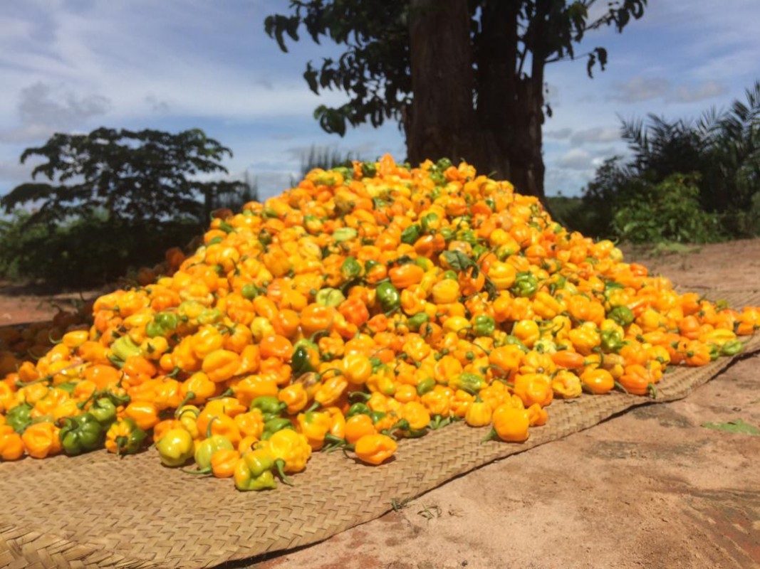 Habanero from Tanzania